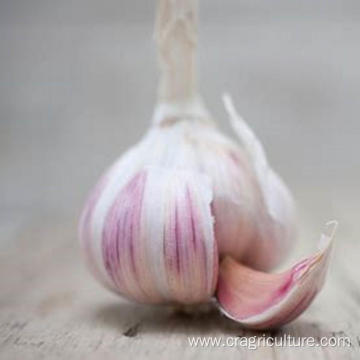 Culinary Red Garlic Price For Sale